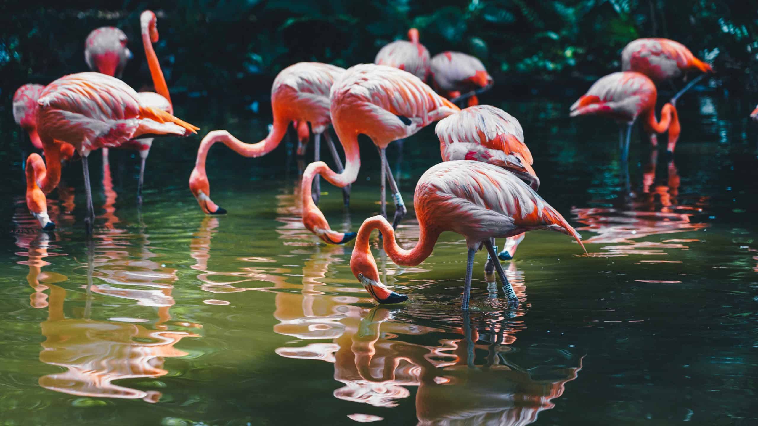  Flock of flamingoes drinking water in the sunshine